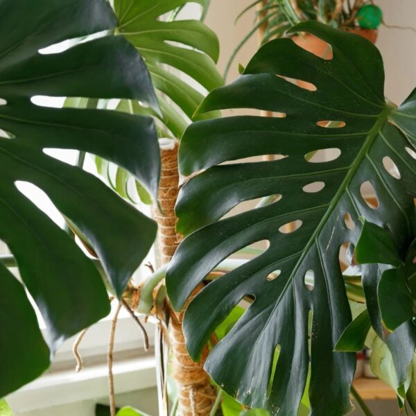 5 Erros Comuns de Cuidados que Podem Matar sua Monstera