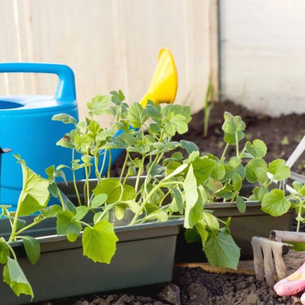 7 Sementes de Legumes para Plantar em Dezembro