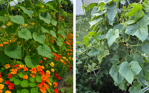 10 Vegetais que Você Nunca Deve Plantar com Pepinos (e 5 que os Ajudam a Prosperar)