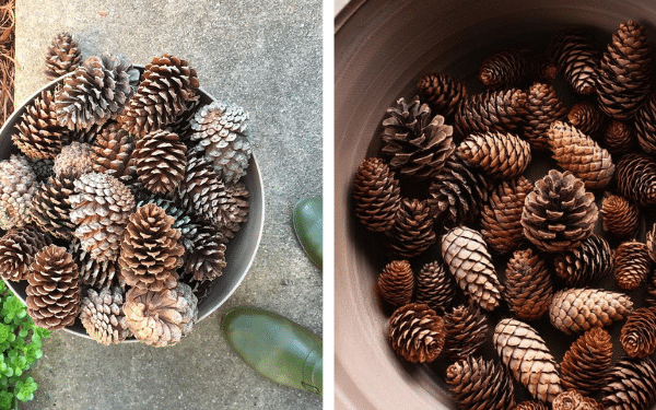Aqui Está o Motivo para Colocar Pinhas no Fundo de Vasos de Plantas