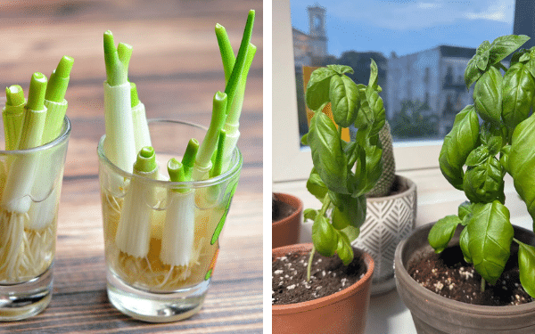 14 Plantas Comestíveis de Interior que Produzem o Ano Todo