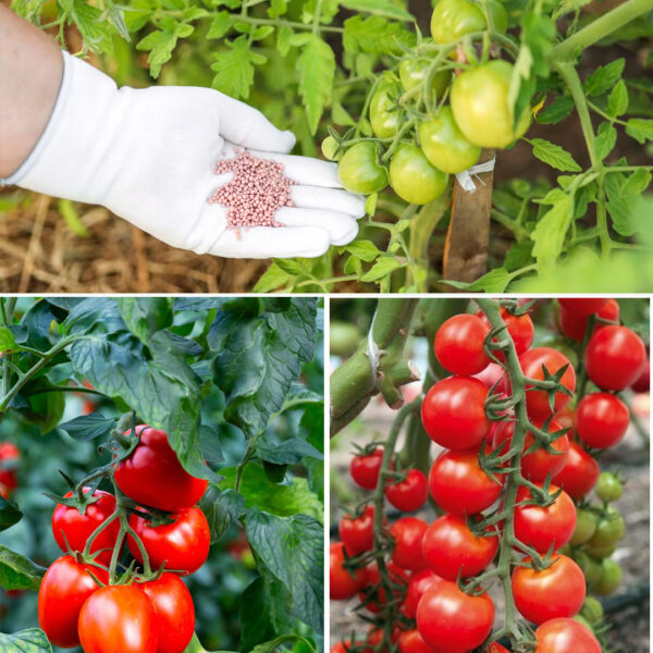 Este Fertilizante Natural Faz os Tomates Crescerem 10 Vezes Mais Rápido—Jardineiros Estão Surpresos