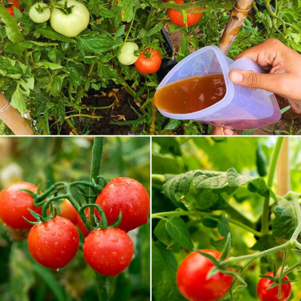 Um Fertilizante Natural que Faz os Tomates Crescerem 10 Vezes Mais Rápido – Dr. Jardim