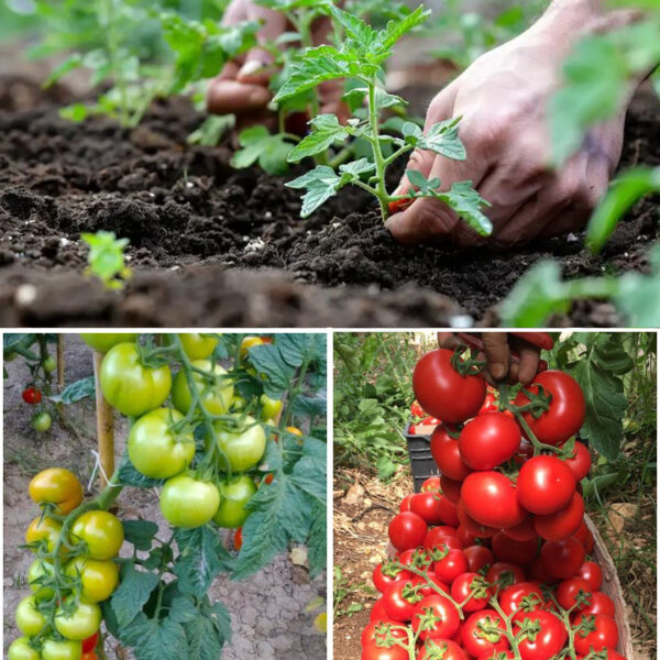 O Guia Definitivo para Plantar Tomates—Segredos de Especialistas para Colheitas Abundantes