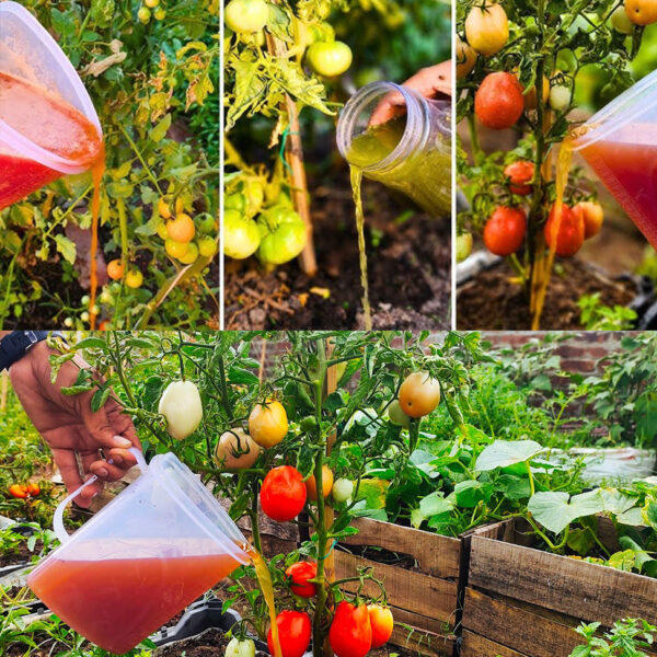 A solução de colher de sopa que transforma rapidamente as plantas de tomate – Dr. Jardim