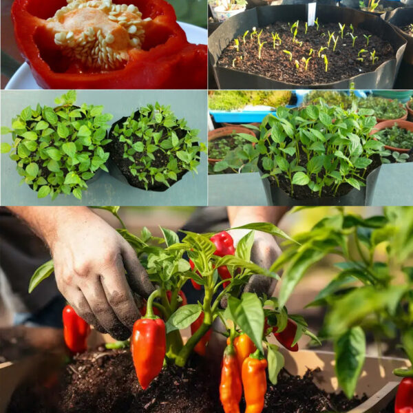 Como cultivar pimentas em casa: o segredo para uma produção abundante – Dr. Jardim