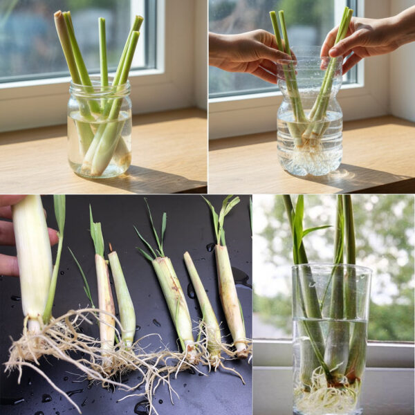 Sem Solo? Sem Problema! Cultive Capim-Limão em Água Engarrafada – Dr. Jardim