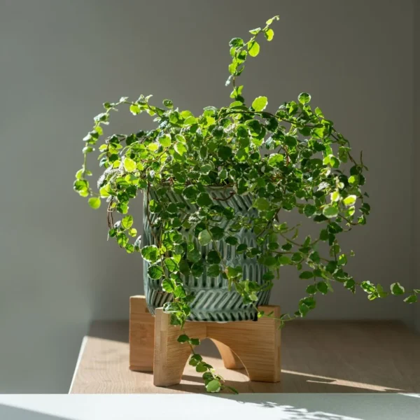 Como Criar Luz Indireta e Brilhante para Plantas de Interior Florescentes