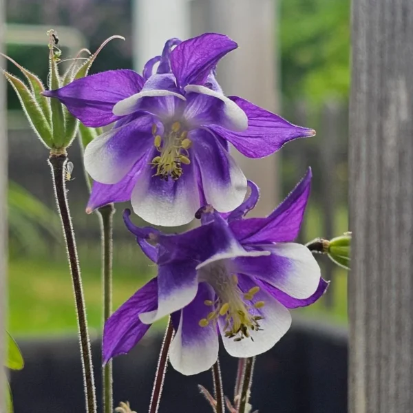 7 Sementes de Plantas Nativas que Você Pode Semear Diretamente no Inverno