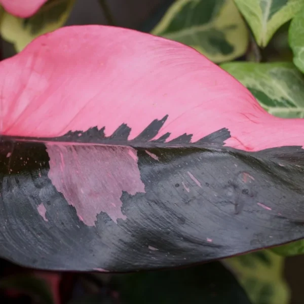 Como Manter a Variação no Philodendron ‘Pink Princess’ em Português