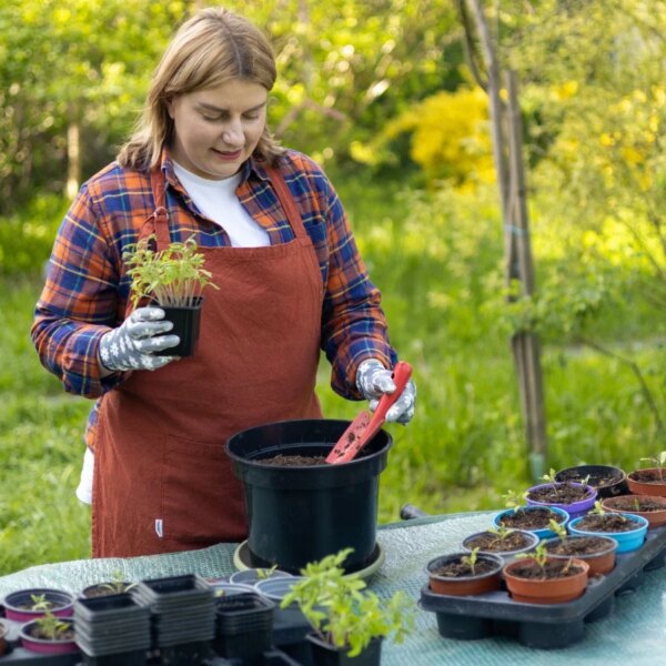 Quando Transferir suas Mudas de Tomate para Vasos Maiores (Sem Danificar)