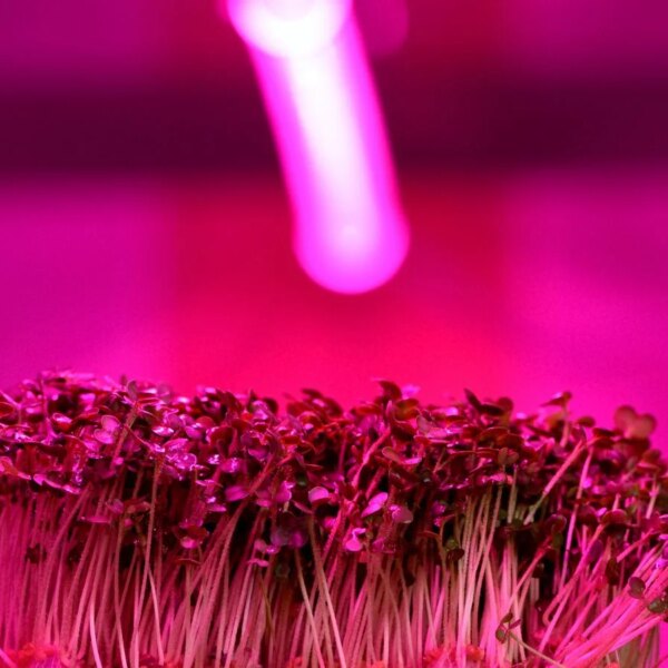 Antecipando o Cultivo de Inverno