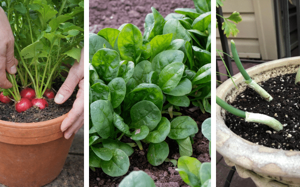 12 Vegetais de Crescimento Rápido que Você Pode Colher em Menos de um Mês