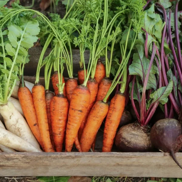 Plante Estas Sementes de Legumes ao Ar Livre em Fevereiro