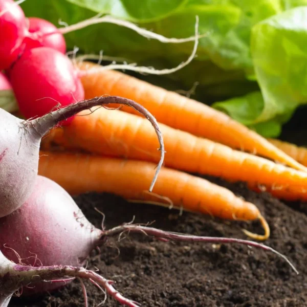 Não Comece Estas 9 Sementes Dentro de Casa