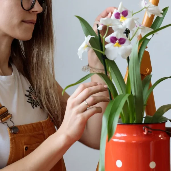 Como Reviver uma Orquídea Estressada: 7 Soluções Simples para Experimentar
