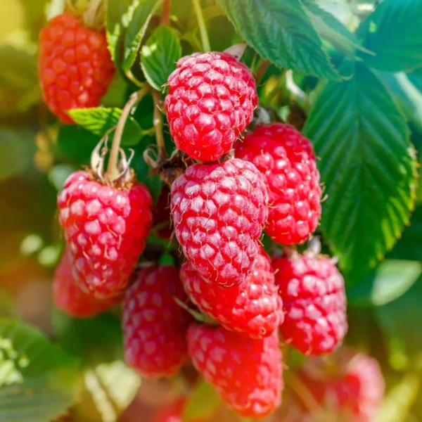 6 Arbustos de Frutas Vermelhas para Plantar em Fevereiro