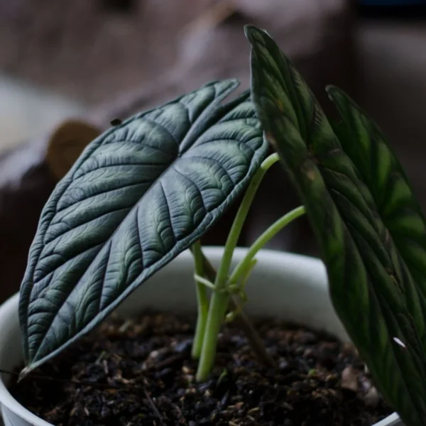 Como Plantar, Cultivar e Cuidar da Alocasia ‘Dragon Scale’ em Português