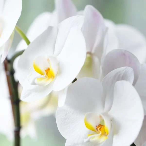 A Principal Maneira de Matar Orquídeas-Falena (E Como Evitar)