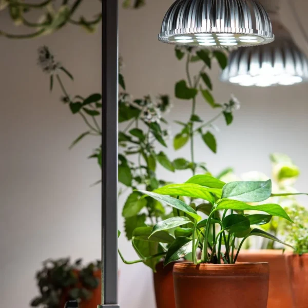 Use Luzes de Cultivo nestas 10 Plantas de Interior para um Crescimento Saudável e Vigoroso
