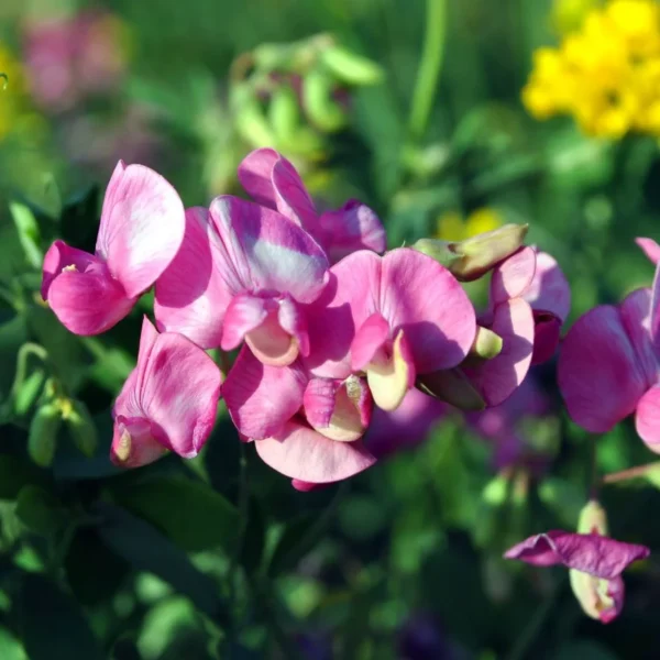 7 Lindas Plantas de Enchimento para Buquês que Você Pode Cultivar a Partir de Sementes