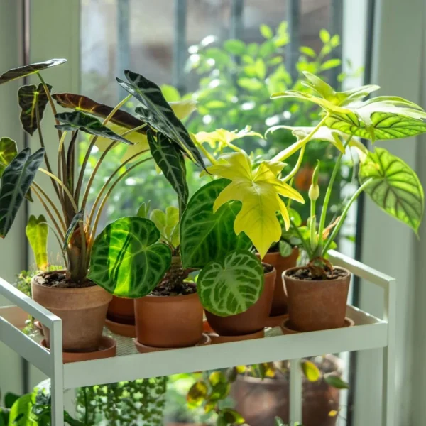 7 Melhores Tipos de Alocasia para Iniciantes