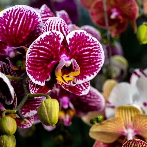 7 Orquídeas de Baixa Manutenção que Qualquer Pessoa Pode Cultivar