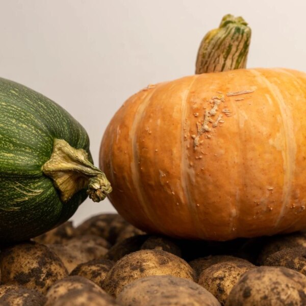 7 Vegetais Mais Difíceis de Cultivar a Partir de Sementes