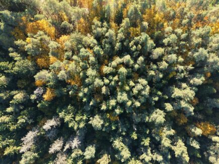 Ecossistemas de Coníferos