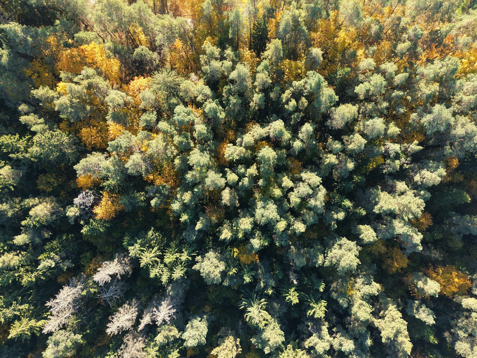 Ecossistemas de Coníferos