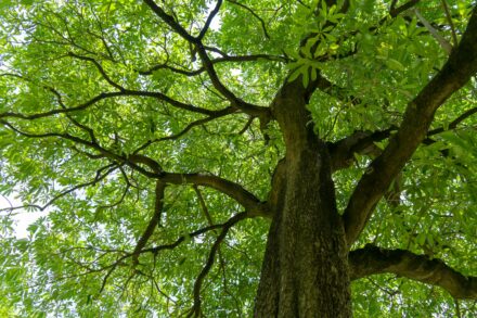  Procurar Consulta Especializada