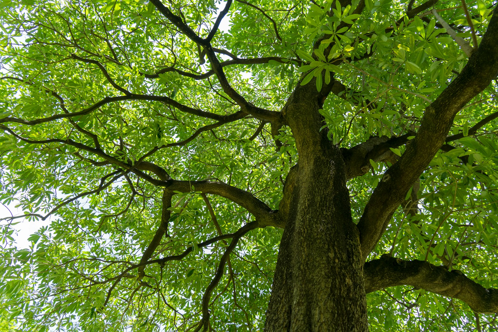 Procurar Consulta Especializada