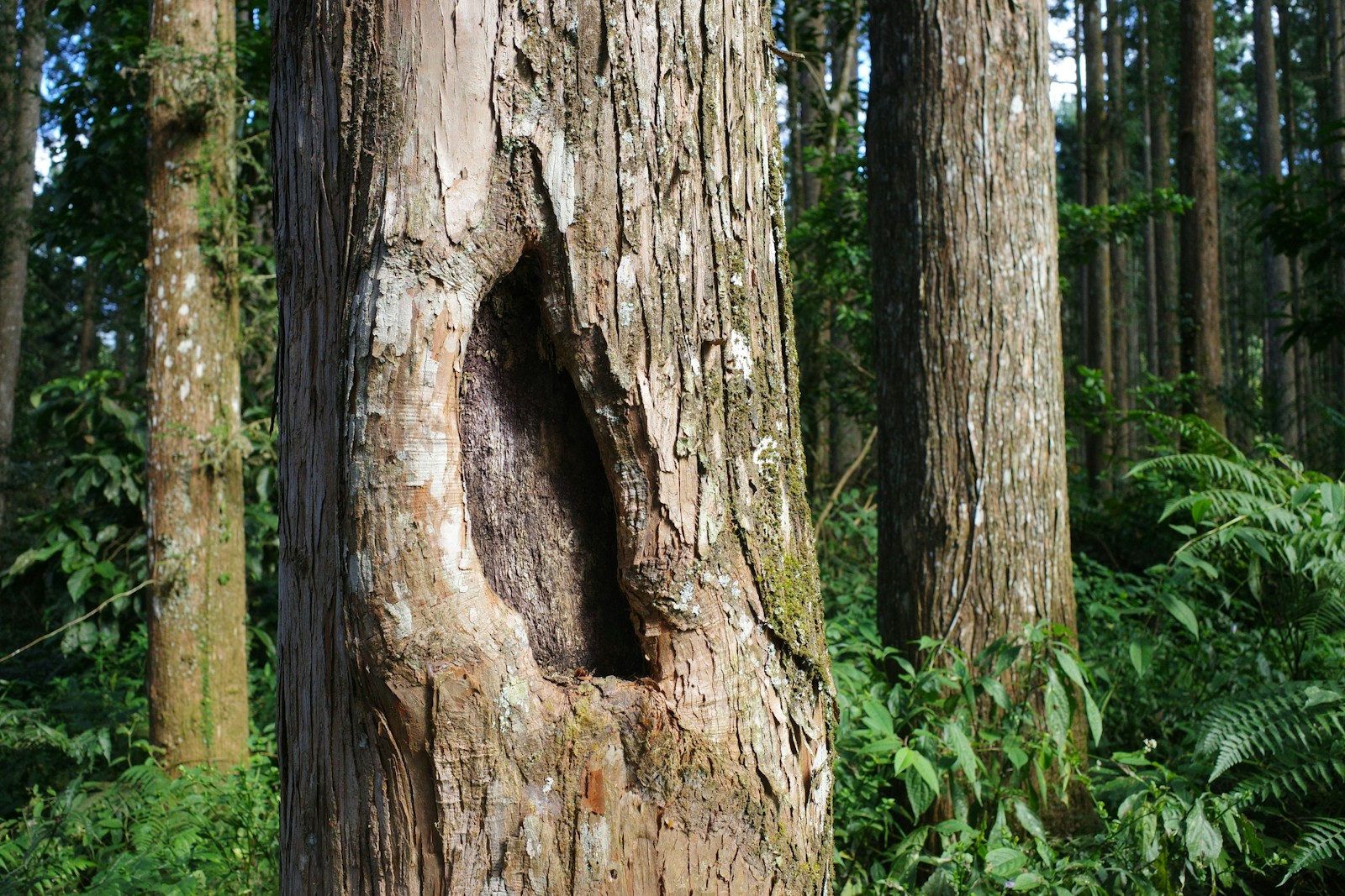 Brotos de Sucção
