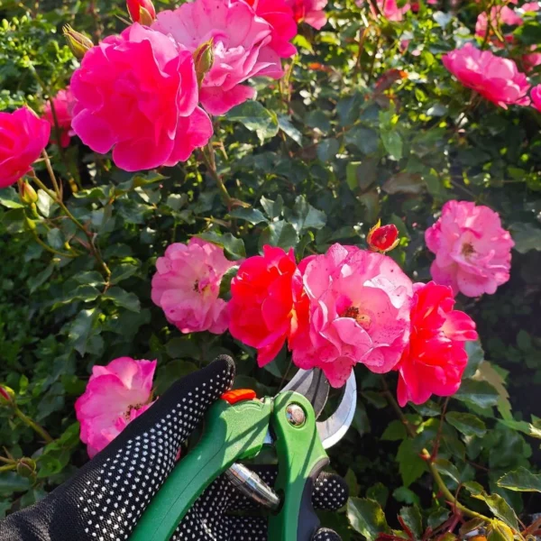 Como Podar Rosas Knockout na Primavera