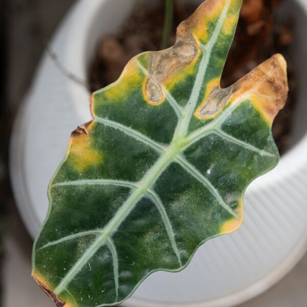 Causas e Soluções para Tentar