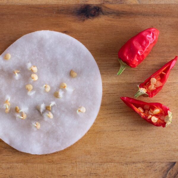 Dominamos a Germinação de Sementes de Pimenta. Veja Como.