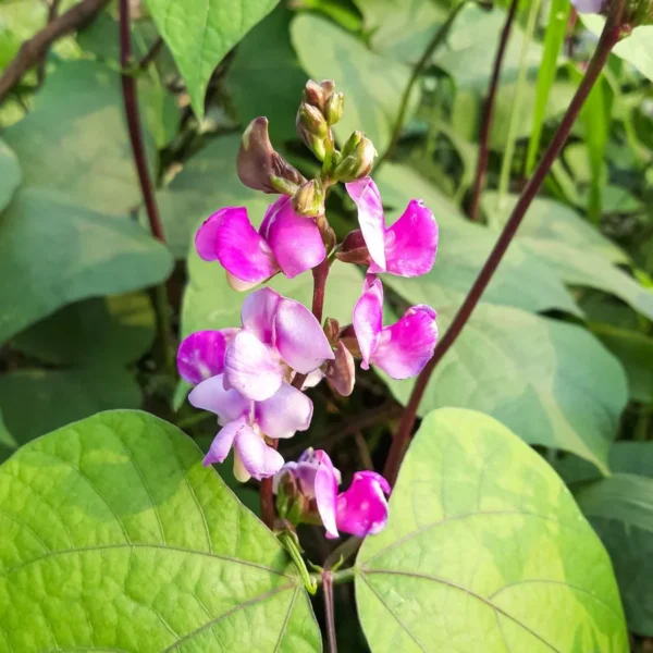 7 Melhores Trepadeiras Floridas para Cultivar a Partir de Sementes