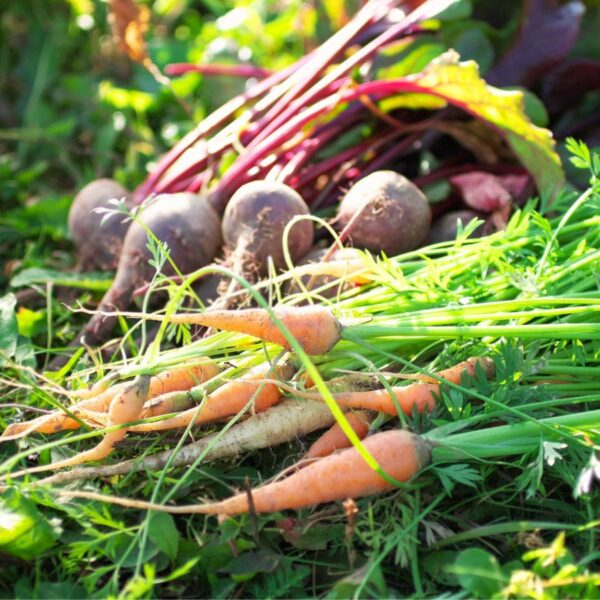 9 Sementes de Vegetais para Plantar ao Ar Livre em Março