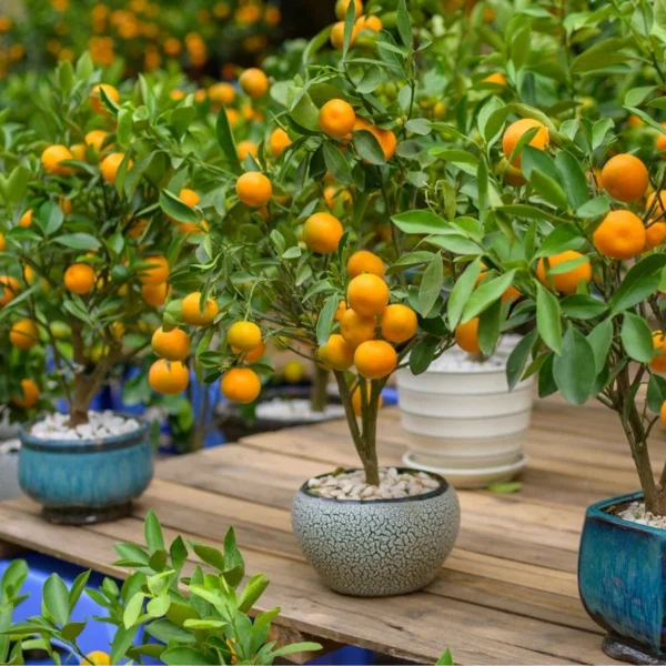 Como Iniciar um Pomar em Vasos em Espaços Pequenos