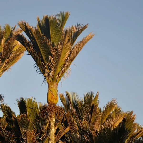 Como Plantar, Cultivar e Cuidar de Palmeiras Nikau