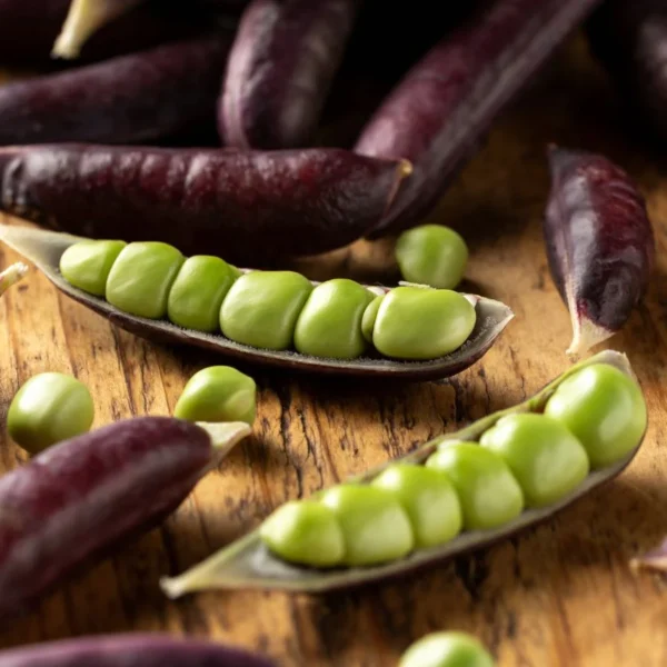 Como Plantar, Cultivar e Cuidar de Ervilhas ‘Sugar Magnolia’