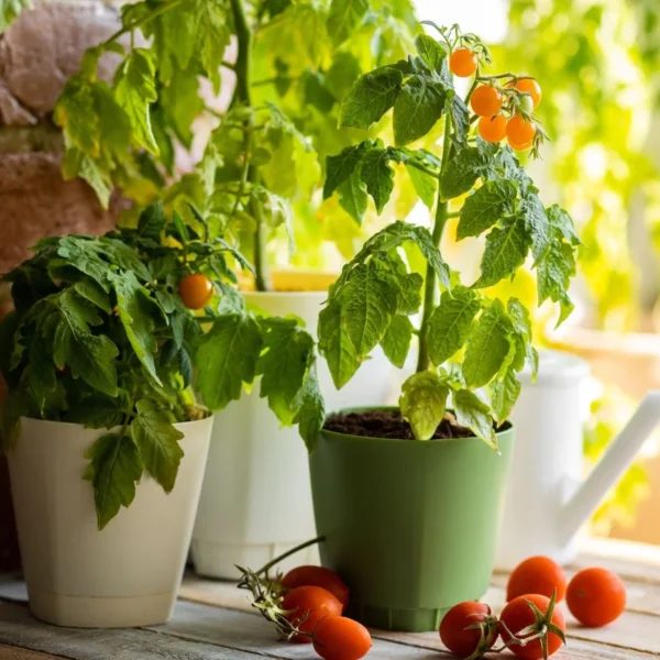 9 Sementes de Tomate para Plantar em Março