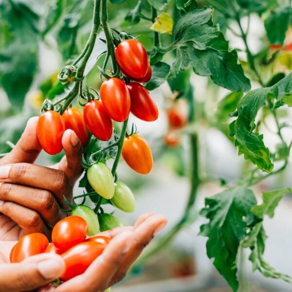 Iniciando Sementes de Tomate na Estufa: O Guia Definitivo