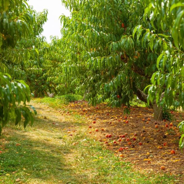 5 Árvores Frutíferas de Crescimento Rápido para Plantar em Março