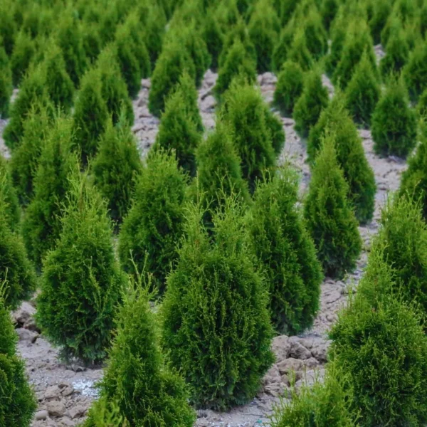 Como Plantar, Cultivar e Cuidar de Árvores de Cipreste-de-Leyland