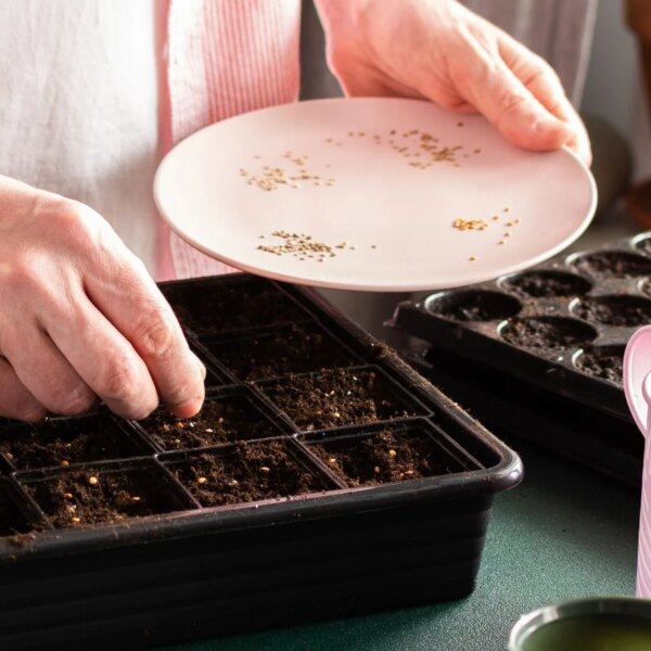 O que Cultivar Dentro e Fora de Casa