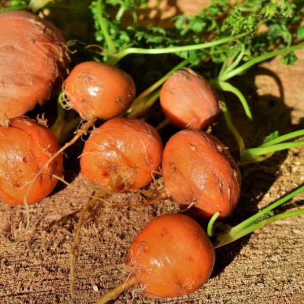 Como Plantar, Cultivar e Cuidar das Cenouras ‘Paris Market’