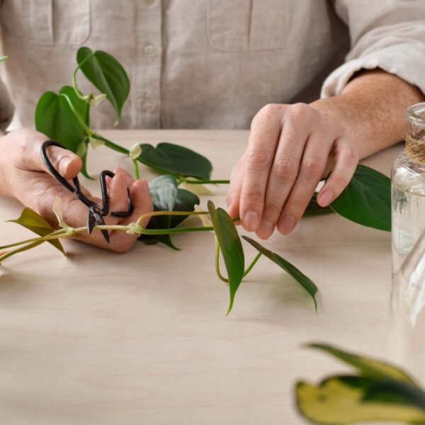 Como Propagar Plantas de Filodendro