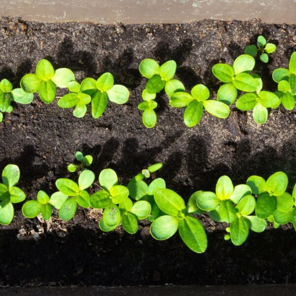 Quando Começar a Plantar Sementes de Zínia: Um Guia Regional