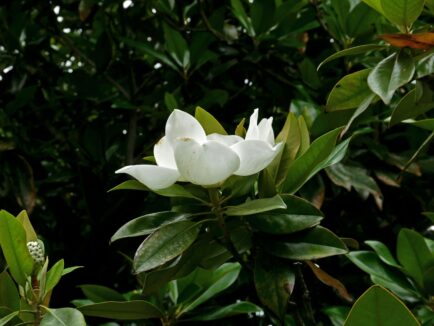 Sweet Bay Magnolia